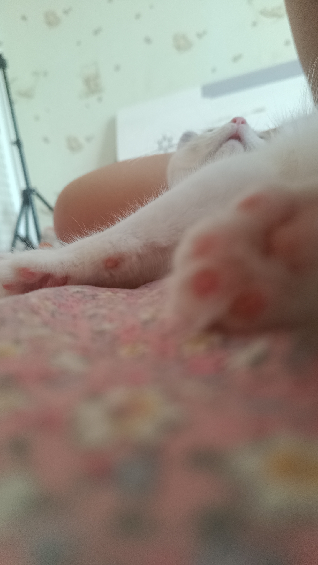 两个月，打了一针疫苗做了驱虫，可低价